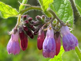 CommonComfrey